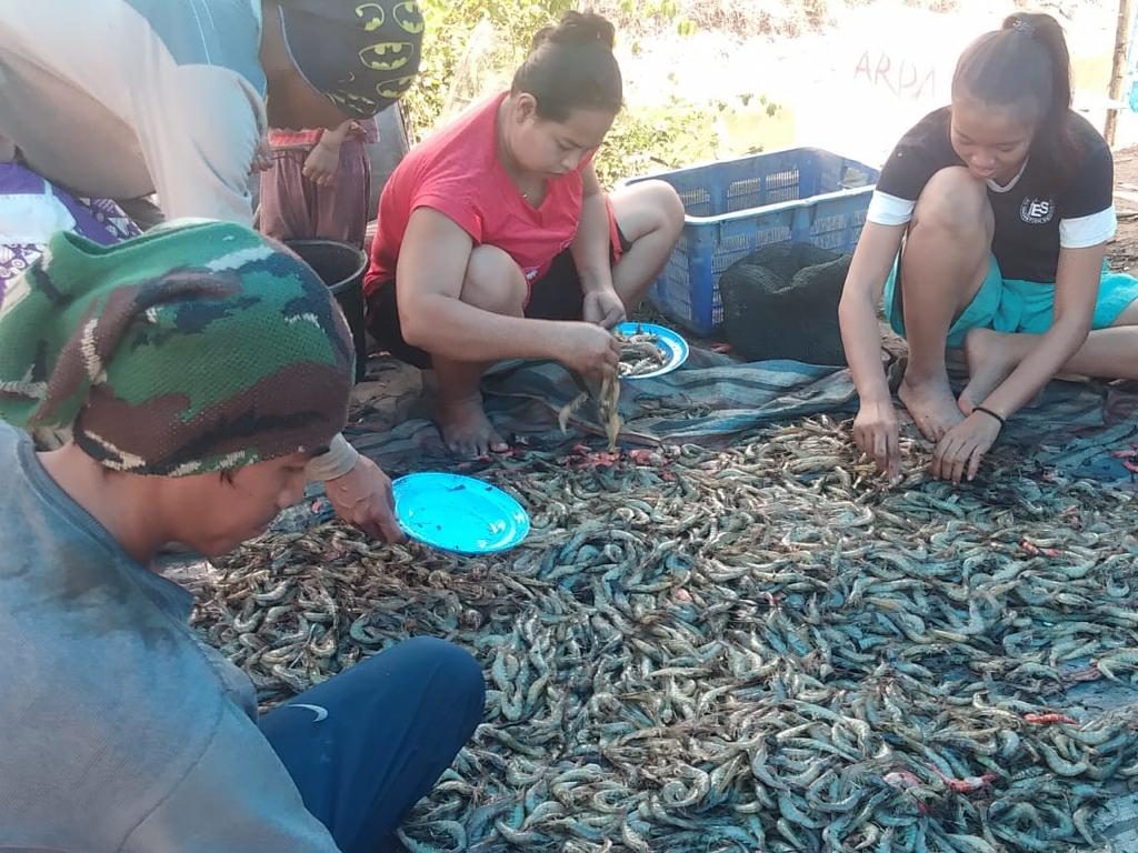 Warga Sekitar Pertambangan PT. Cerindo Panen Udang Paname