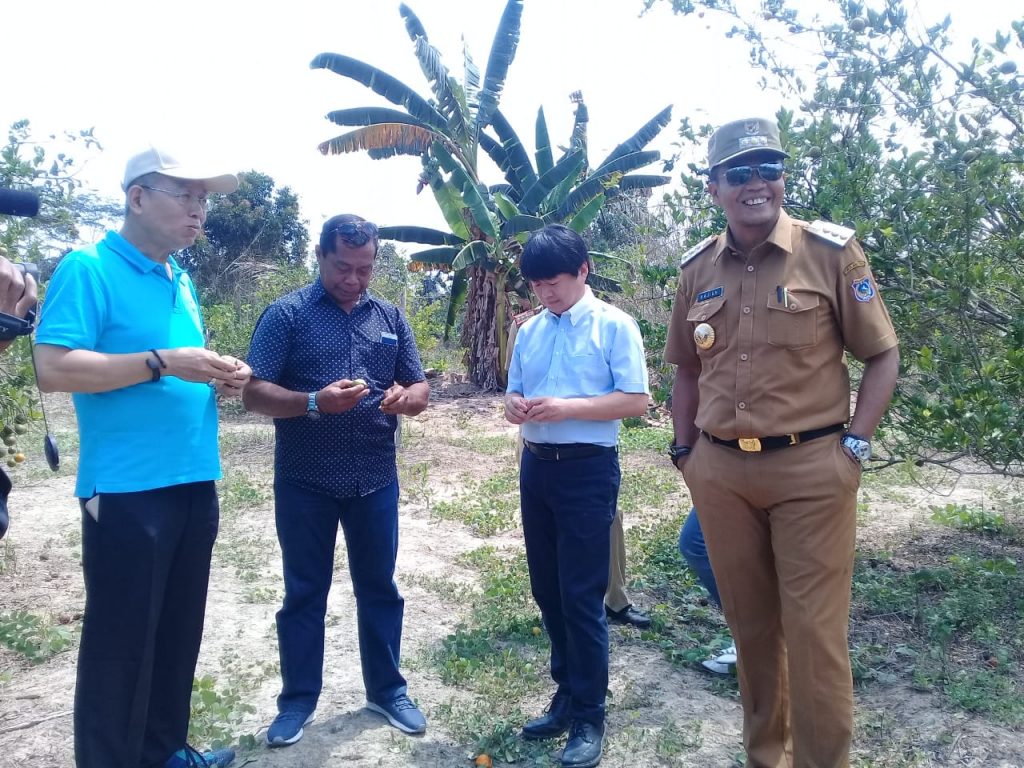 Jeruk Asal Muna Barat Diminati Cina dan Taiwan