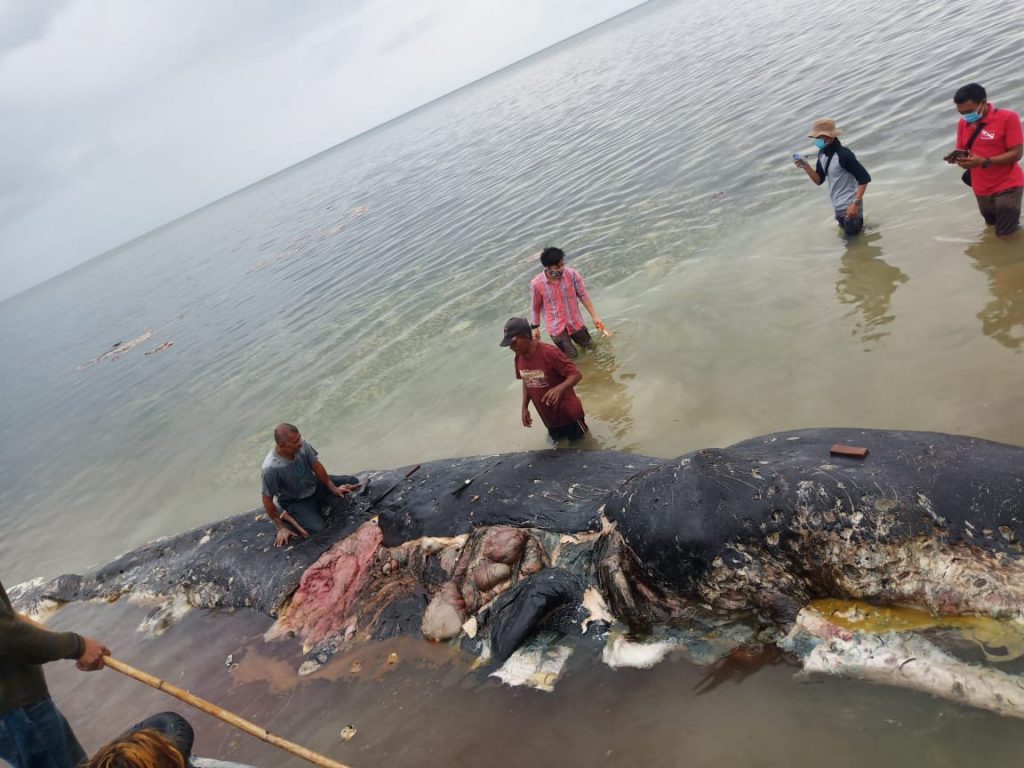 Bangkai Ikan Raksasa Terdampar di Pulau Kapota Wakatobi