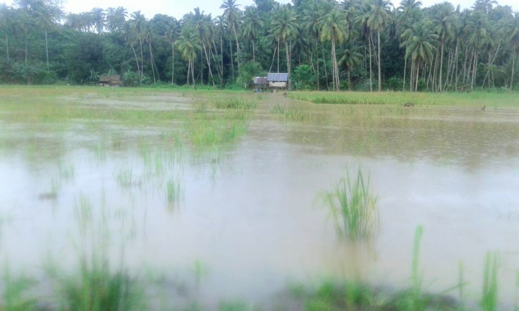 10 Ha Sawah Terendam Banjir, Petani Desa Labeau Batal Panen