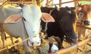 Tiga Warga Mubar Dibekuk Usai Ketahuan Menjual 2 Ekor Sapi Hasil Jeratan