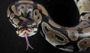 Warga Dusun Lawela Nyaris Tewas di Mangsa Ular Phyton Raksasa