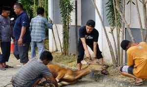 Claro Hotel Kendari Kurban Lima Ekor Sapi