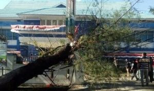 Innalillahi, Pria Ini Hembuskan Nafas Terakhir Usai Ditimpa Pohon Tumbang