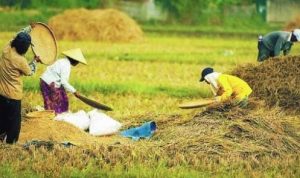 Faktanya, Pertanian Masih Menjadi Tumpuan Perekonomian di Muna