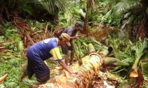 Sultra akan Fokus Pada Pengolahan Sagu dan Kakao di HPS