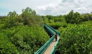 Tracking Mangrove, Destinasi Wisata yang Cocok Untuk Keluarga