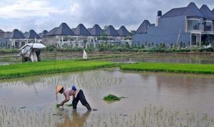 Lahan Pertanian Produktif Indonesia Berkurang 600 Ribu Hektar