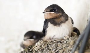 Pajawa Tarika Tak Ingin Dilibatkan Dalam Soal Pajak Sarang Burung Walet