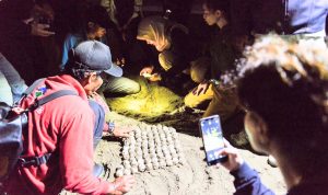 Kawasan Konservasi Meru Betiri, Rumah Penyu Belimbing