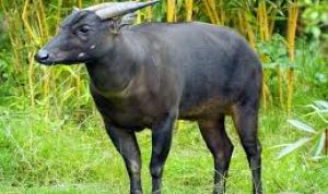 Patung Anoa