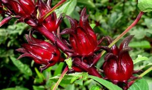 Selain Obat Kanker, Ini Manfaat Tanaman Rosela Unt