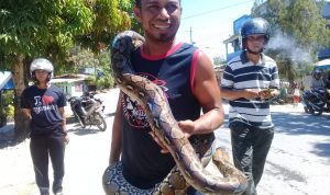 Ular Phyton Sepanjang Tiga Meter Ditemukan Warga di Sungai Laende