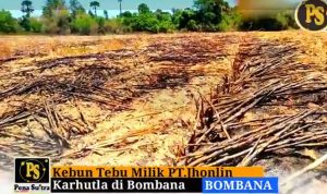 Video: Karhutla di Bombana Hanguskan Kebun Tebu PT. Jhonlin