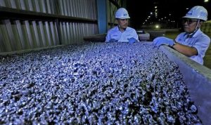 Harga Nikel Terus Turun Hingga US$13.375 Per Ton