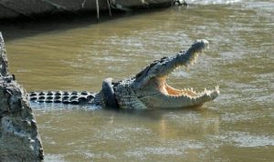 Istri Petani di Konawe Utara Tewas Diserang Buaya