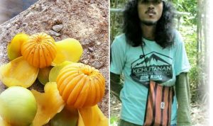 Mahasiswa UHO Temukan Energi Listrik dari Buah Singi