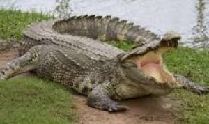 Tragis, Remaja 14 Tahun Asal Poleang Timur Hilang Diterkam Buaya