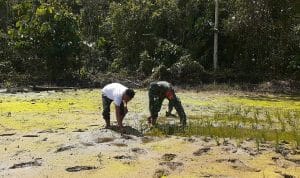 Tingkatkan Ketahanan Pangan, Babinsa  Dampingi Penanaman Padi di Desa Bante