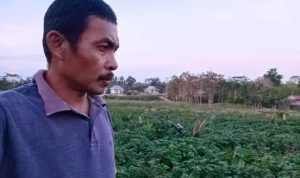 Atasi Prekonomian di Tengah Covid-19, Warga Puurema Subur Konsel Tanam Nilam