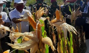 Kementan Dukung Kalbar Lakukan Gerakan Pengendalian Hama Ramah Lingkungan