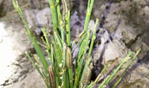 Pemprov Riau Lakukan Gerakan Pengendalian Serangan Ulat Pada Padi