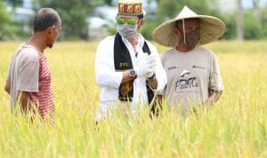 SYL Panen Padi Di Aceh Besar
