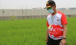 SYL Dorong Urban Farming di Jakarta