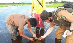 Dukung Kementan Antisipasi La Nina, Kalbar Gencar Lakukan Penanganan DPI