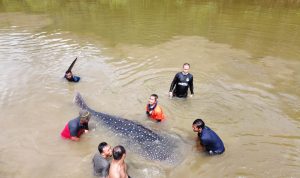 Hiu Tutul Berukuran 3,5 Meter Terdampar di Sungai Wanggu Kendari