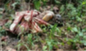 Geger, Mayat Perempuan Tanpa Identitas Ditemukan di Hutan Wolasi