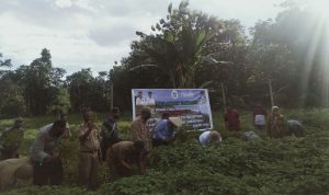 Bupati Konut Panen Nilam Perdana Kelompok Tani Masempo Dale