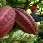 ASR Dorong Petani Jadikan Kolaka Utara Sebagai Lumbung Kakao