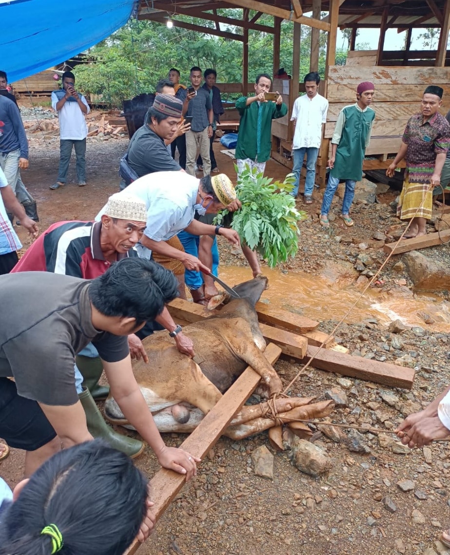 Hari Raya Idul Adha Tiran Group Salurkan 10 Ekor Sapi Kurban Di Konut