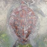 Nelayan Wabula Lepas Penyu yang Terperangkap di Sero