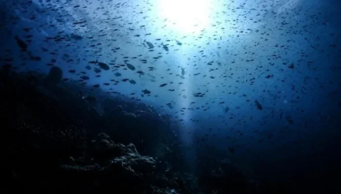 Diving dan Snorkeling Di Wakatobi: Eksplorasi Marine Paradise Sulawesi Tenggara