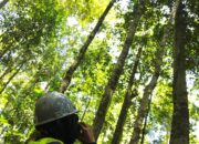 Kolaborasi Lintas Pihak, Biodiversitas Wawonii Tetap Terjaga